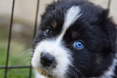 Les chiots de Berger Australien
