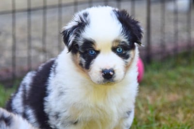 Les chiots de Berger Australien