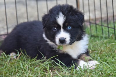 Les chiots de Berger Australien