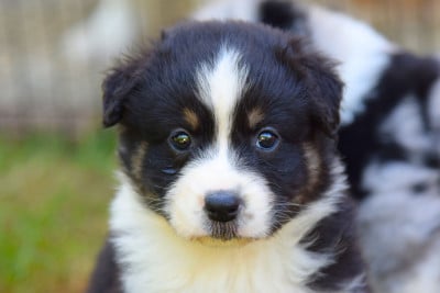 Les chiots de Berger Australien