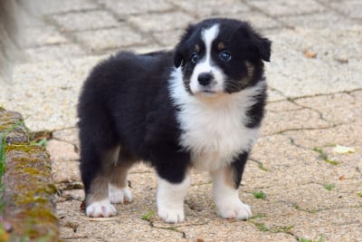 Les chiots de Berger Australien