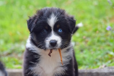 Les chiots de Berger Australien