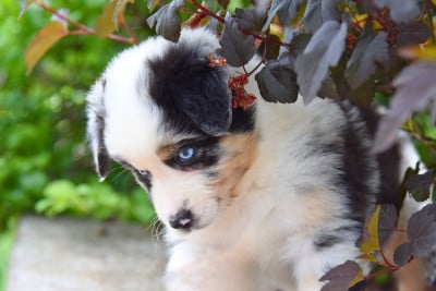 Les chiots de Berger Australien