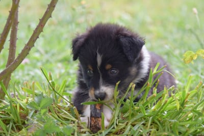 Les chiots de Berger Australien