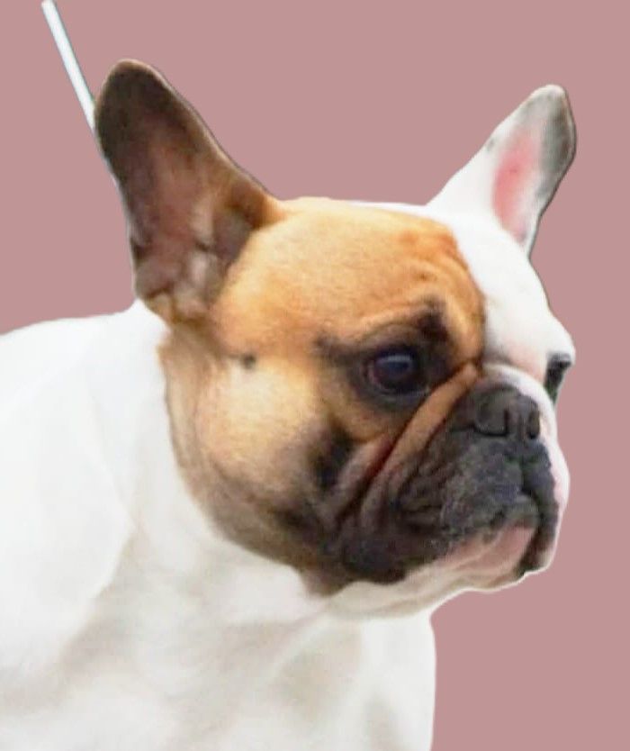 Uno De la Cour des Molosses - Excellent NC