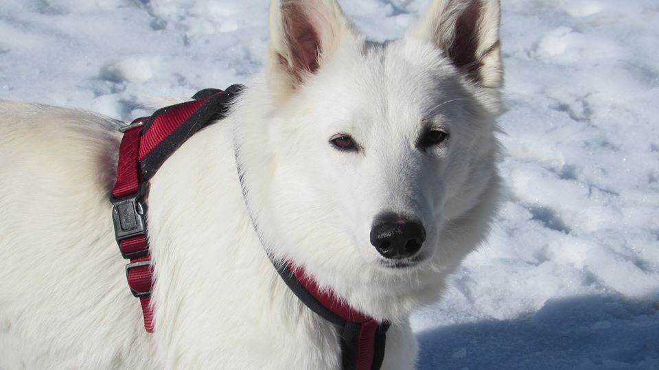 Accueil Elevage Of Nordic Moon Eleveur De Chiens Berger