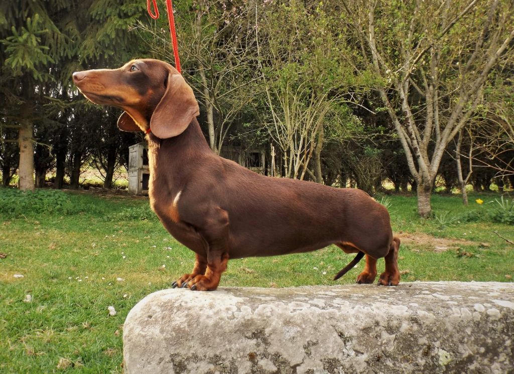 Pancake De la légende du white fang - 1ere Très prometteur, Meilleur puppy, ring d'honneur