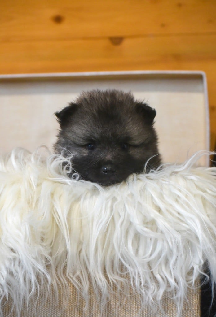 Collier Gris - Spitz allemand