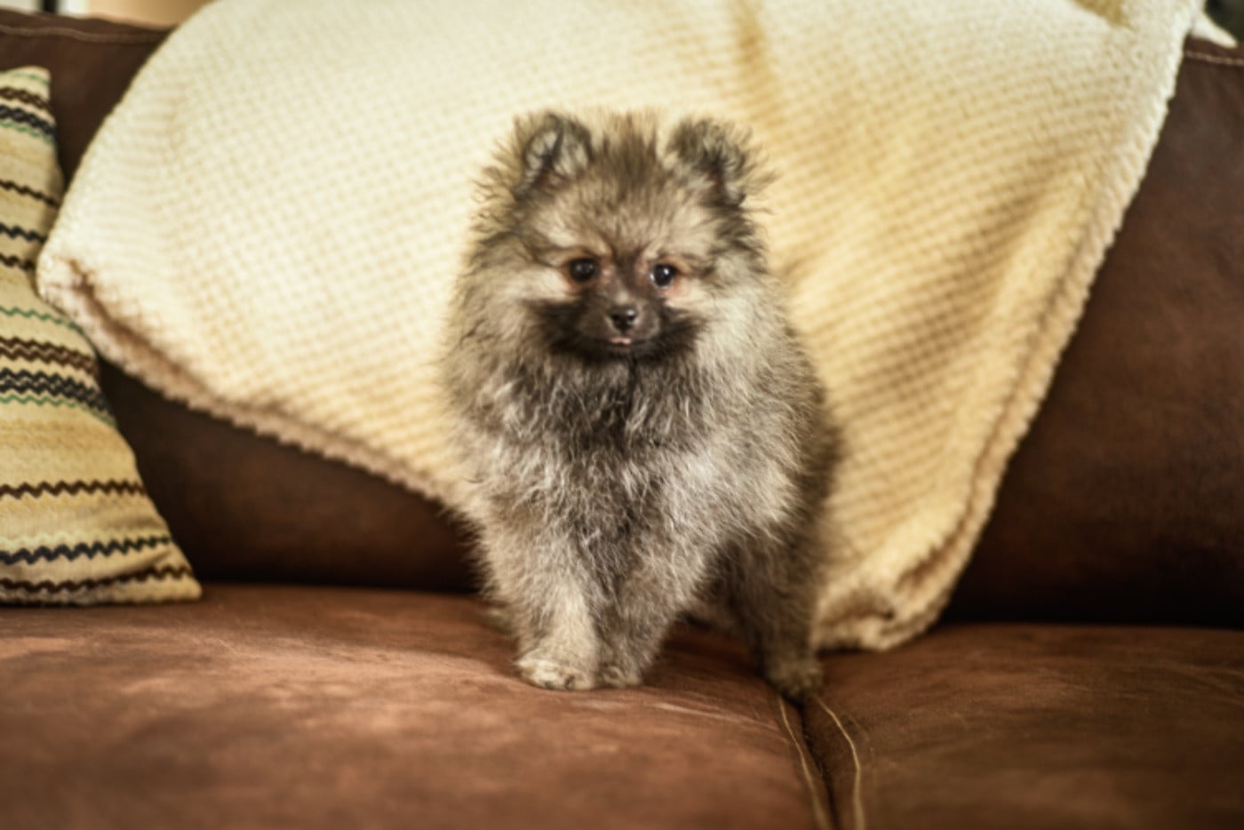 Amaya - Spitz allemand