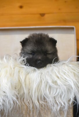 Les chiots de Spitz allemand