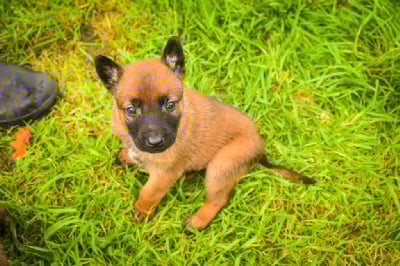 Les chiots de Berger Belge