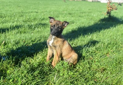 Les chiots de Berger Belge