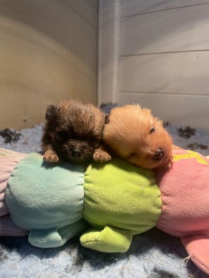 Les chiots de Spitz allemand