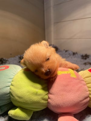 Les chiots de Spitz allemand