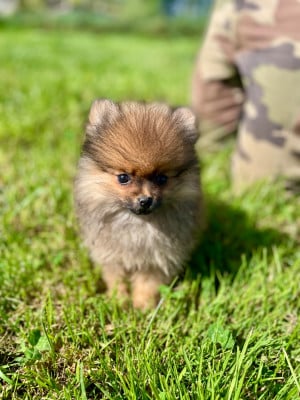 Les chiots de Spitz allemand