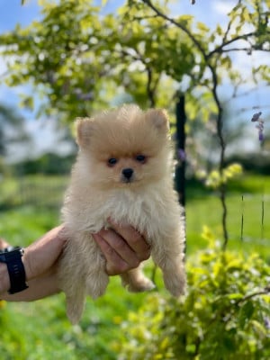 Les chiots de Spitz allemand