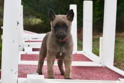 Les chiots de Berger Belge
