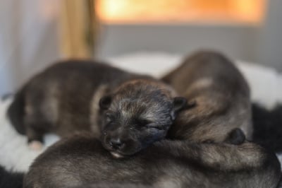 Les chiots de Spitz allemand