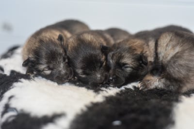 Les chiots de Spitz allemand