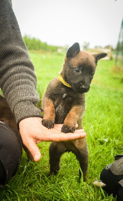 Les chiots de Berger Belge