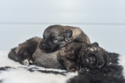 Les chiots de Spitz allemand