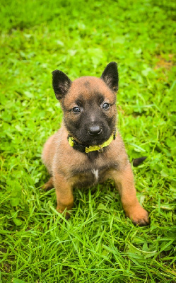 Les chiots de Berger Belge