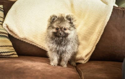 Les chiots de Spitz allemand