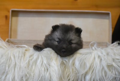 Les chiots de Spitz allemand