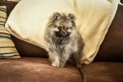 Les chiots de Spitz allemand