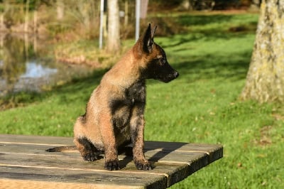 Les chiots de Berger Belge