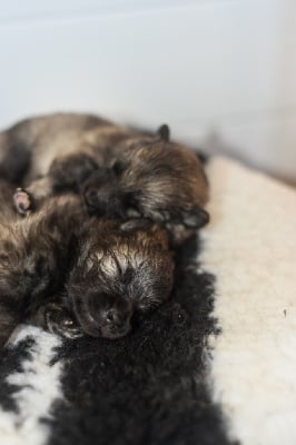 Les chiots de Spitz allemand