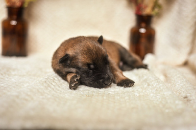 Les chiots de Berger Belge