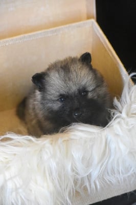 Les chiots de Spitz allemand