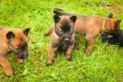 Les chiots de Berger Belge