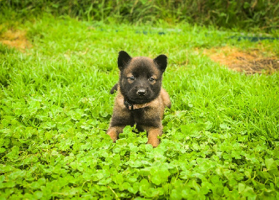 Les chiots de Berger Belge