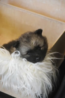 Les chiots de Spitz allemand