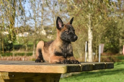 Les chiots de Berger Belge
