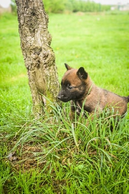 Les chiots de Berger Belge