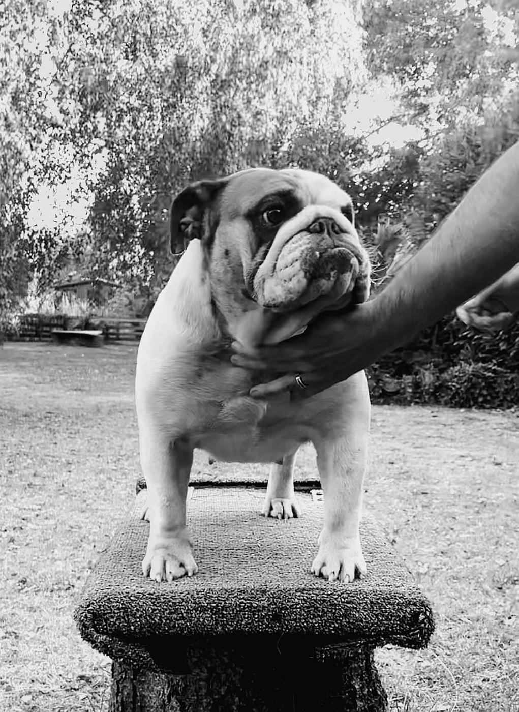 Velvet and lace of the tivoli bulls