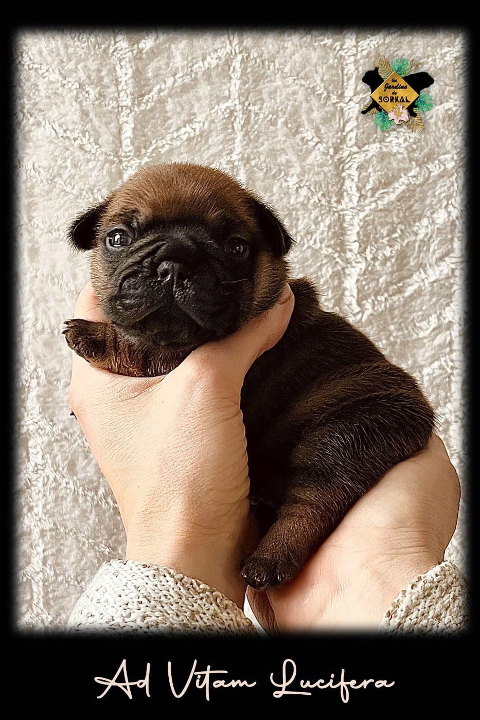 Bouledogue français - Des Jardins De Sorkal