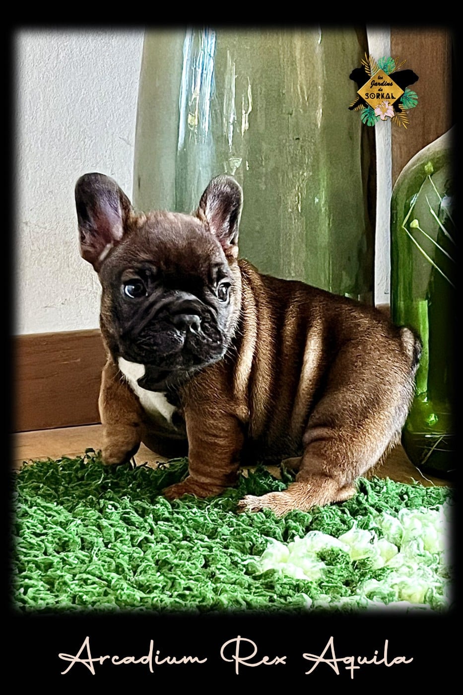 Bouledogue français - Des Jardins De Sorkal