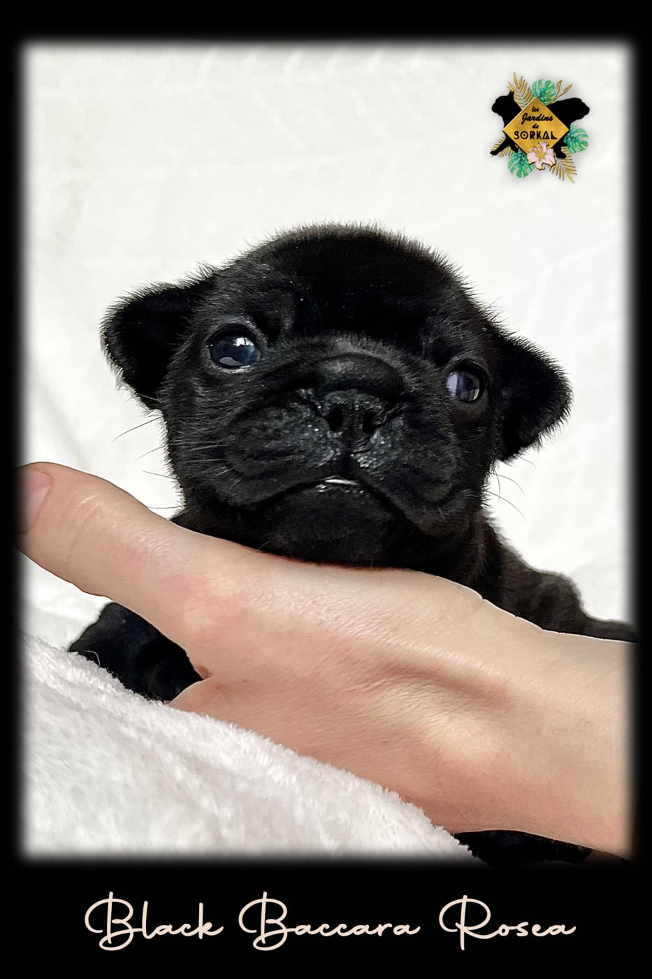 BLACK BACCARA ROSEA