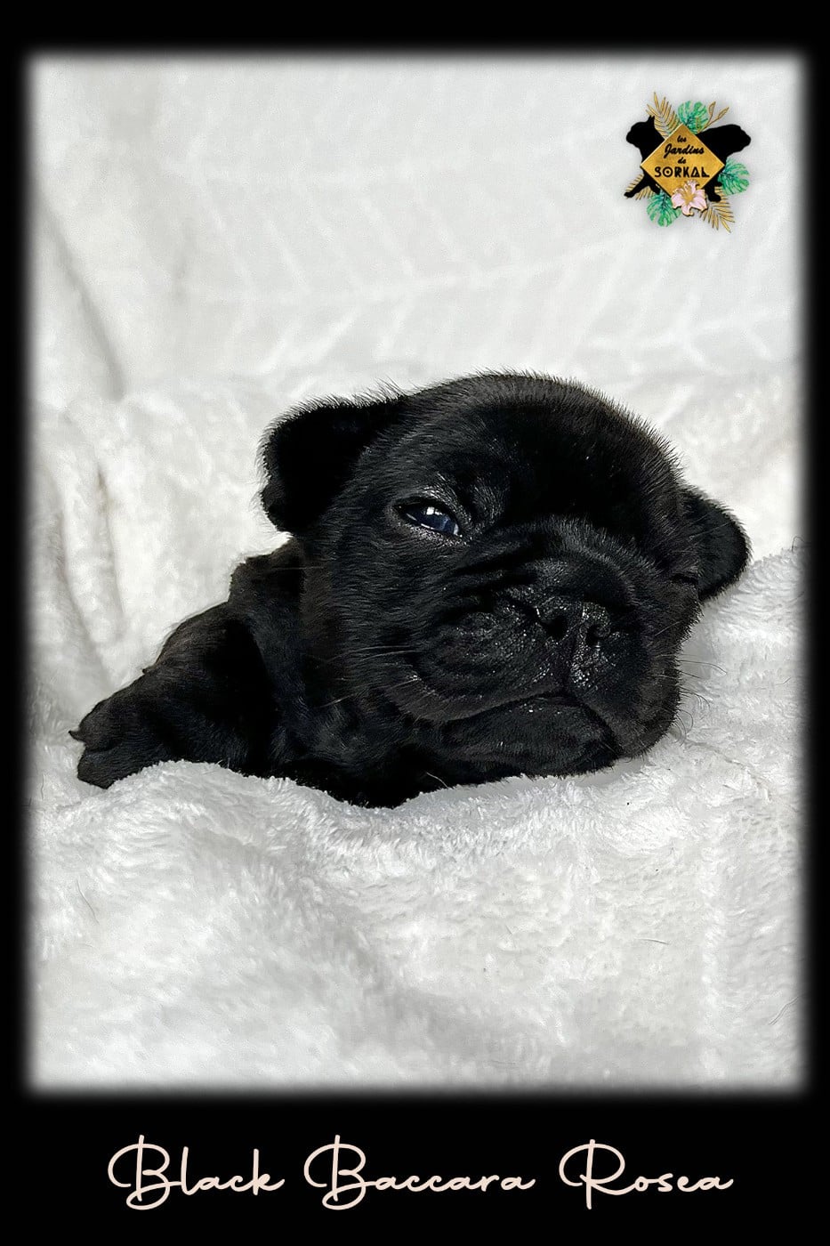 BLACK BACCARA ROSEA