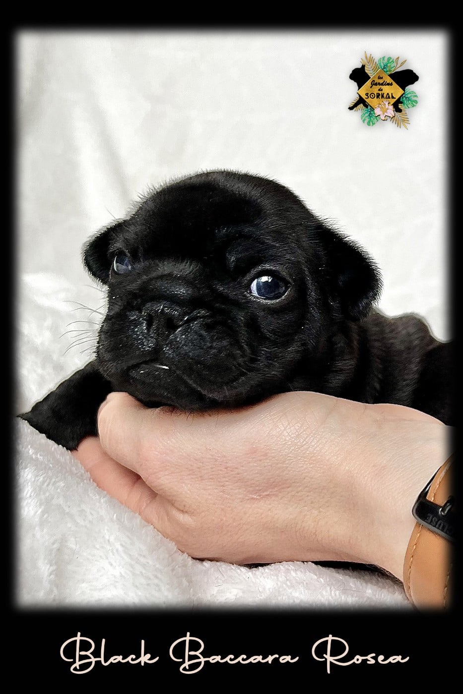 BLACK BACCARA ROSEA