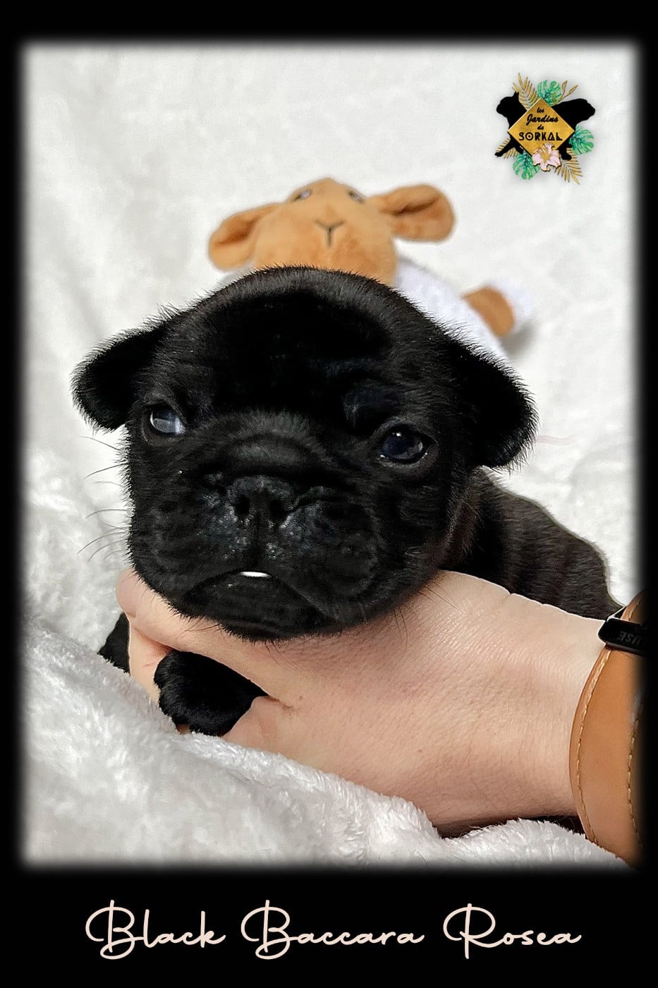 BLACK BACCARA ROSEA