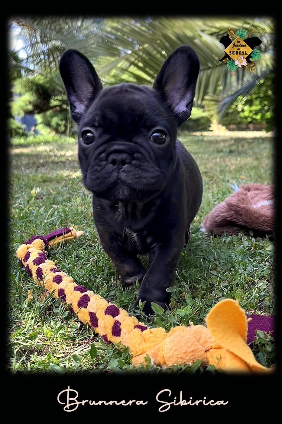 Bouledogue français - Des Jardins De Sorkal