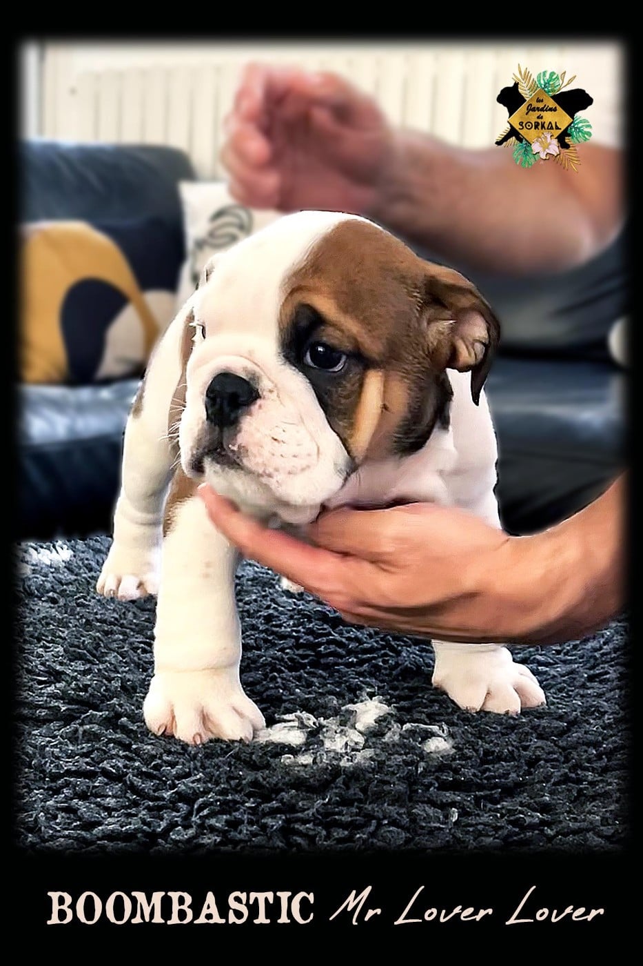 Bulldog Anglais - Des Jardins De Sorkal