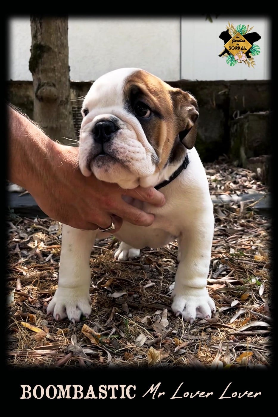 Bulldog Anglais - Des Jardins De Sorkal