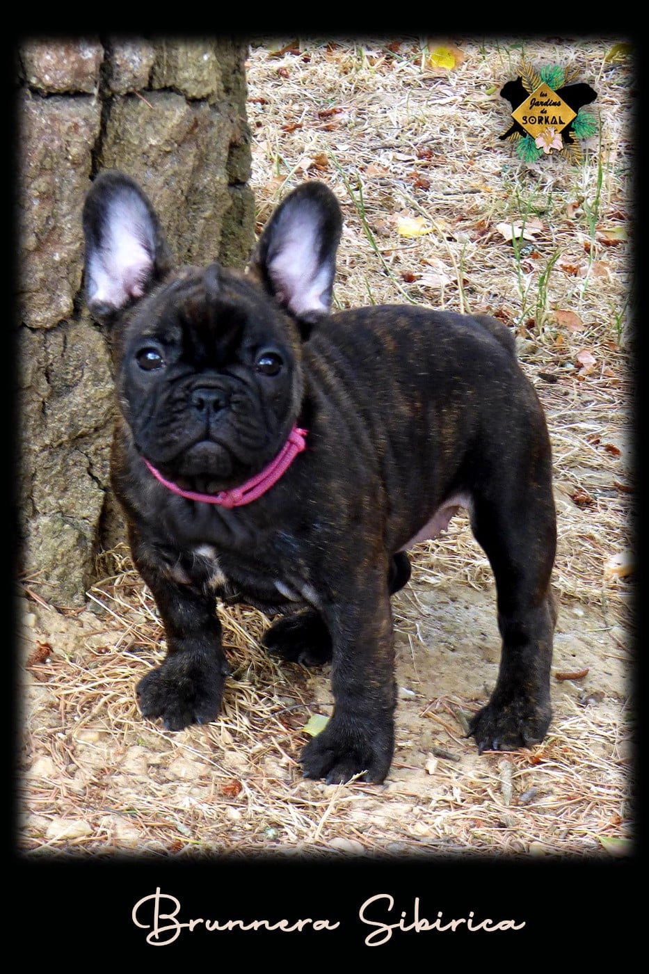 Bouledogue français - Des Jardins De Sorkal