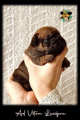 Les chiots de Bouledogue français